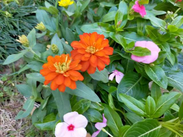 花の癒し効果の不思議 花に癒され元気をもらう 感動エピソード りらっくすぅーる