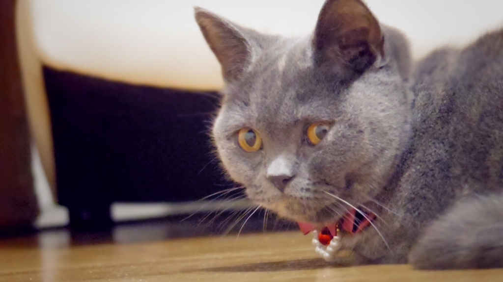 f:id:ririko69:20180720163950j:plain