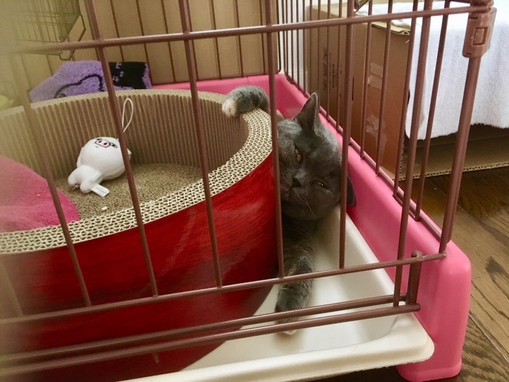 f:id:ririko69:20180720165157j:plain