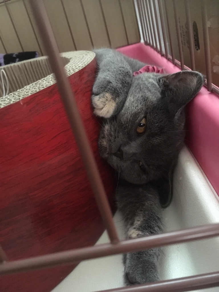 f:id:ririko69:20180720165325j:plain