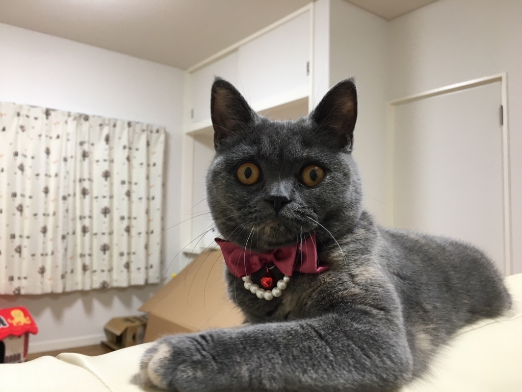 f:id:ririko69:20180721233323j:plain