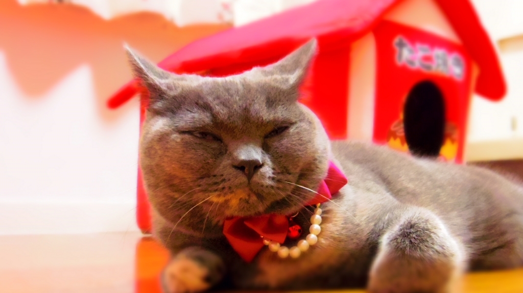 f:id:ririko69:20180723014332j:plain