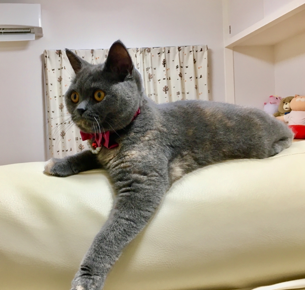 f:id:ririko69:20180723213944j:plain