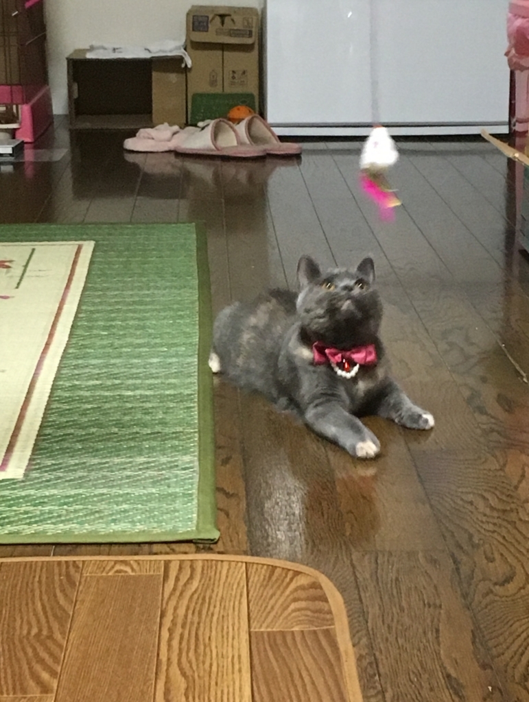 f:id:ririko69:20180723214147j:plain