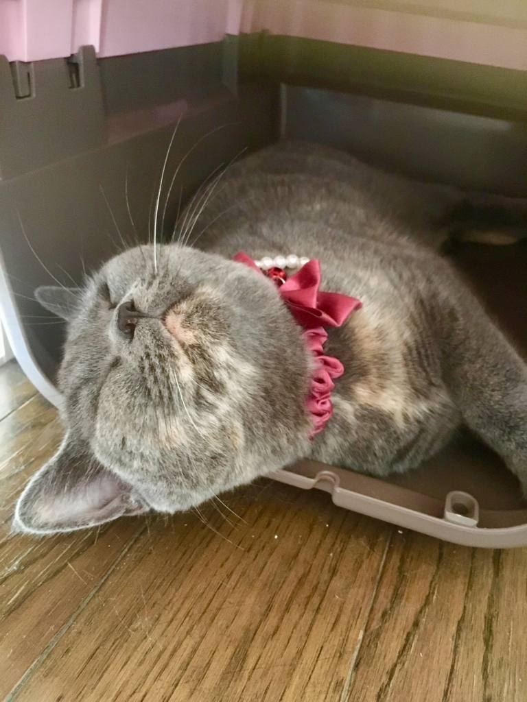 f:id:ririko69:20180723221227j:plain