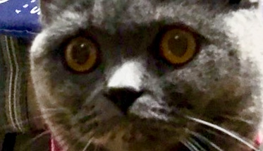 f:id:ririko69:20180723223647j:plain