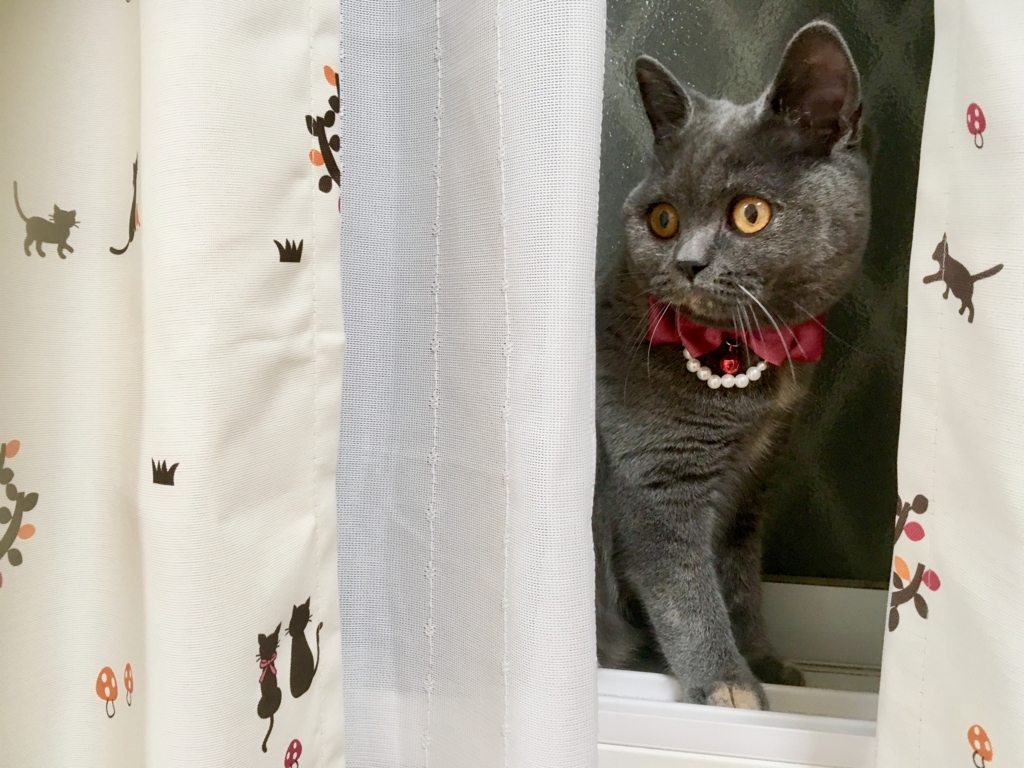 f:id:ririko69:20180723223950j:plain