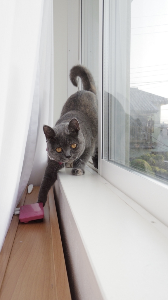 f:id:ririko69:20180723230431j:plain