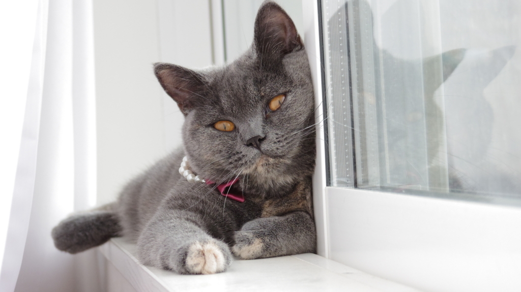 f:id:ririko69:20180723230809j:plain