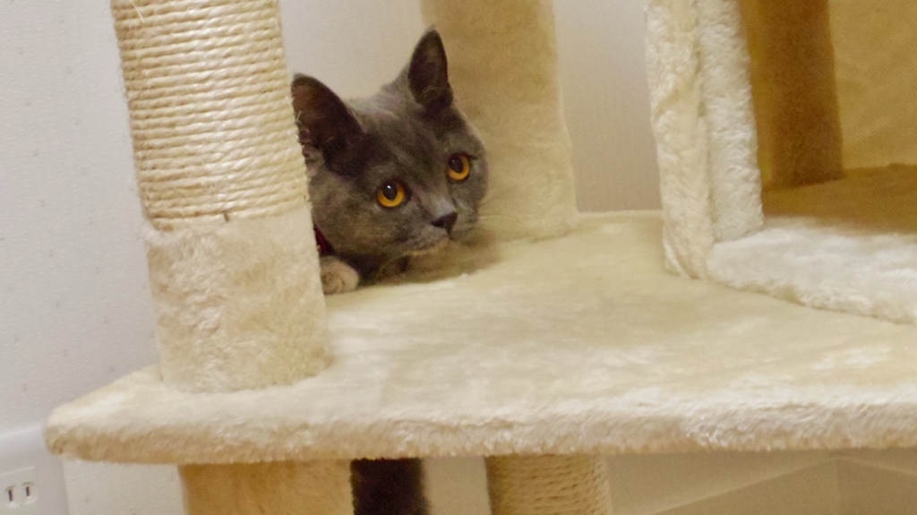 f:id:ririko69:20180723232024j:plain