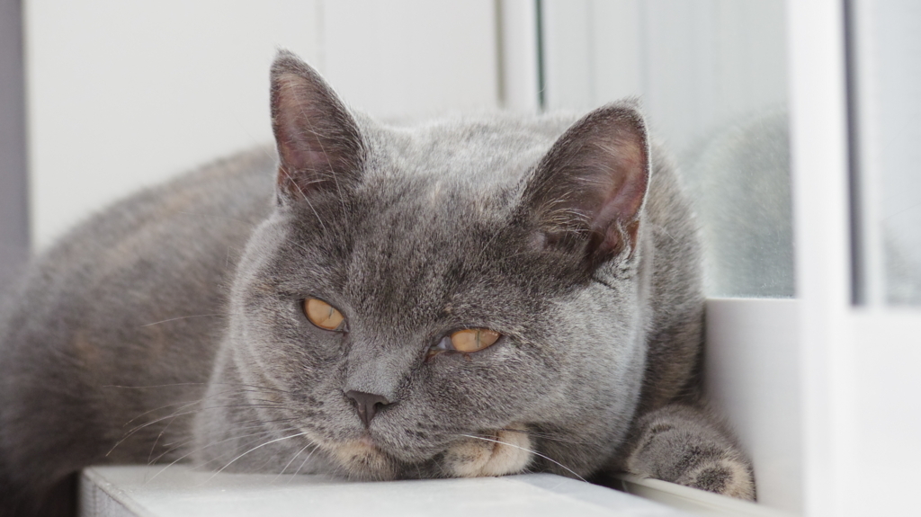 f:id:ririko69:20180723232201j:plain