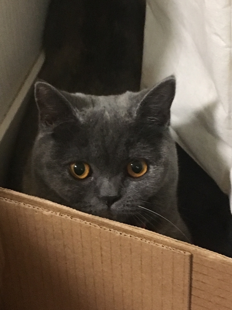 f:id:ririko69:20180724235144j:plain