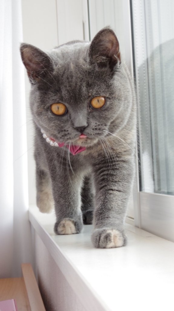 f:id:ririko69:20180725002608j:plain