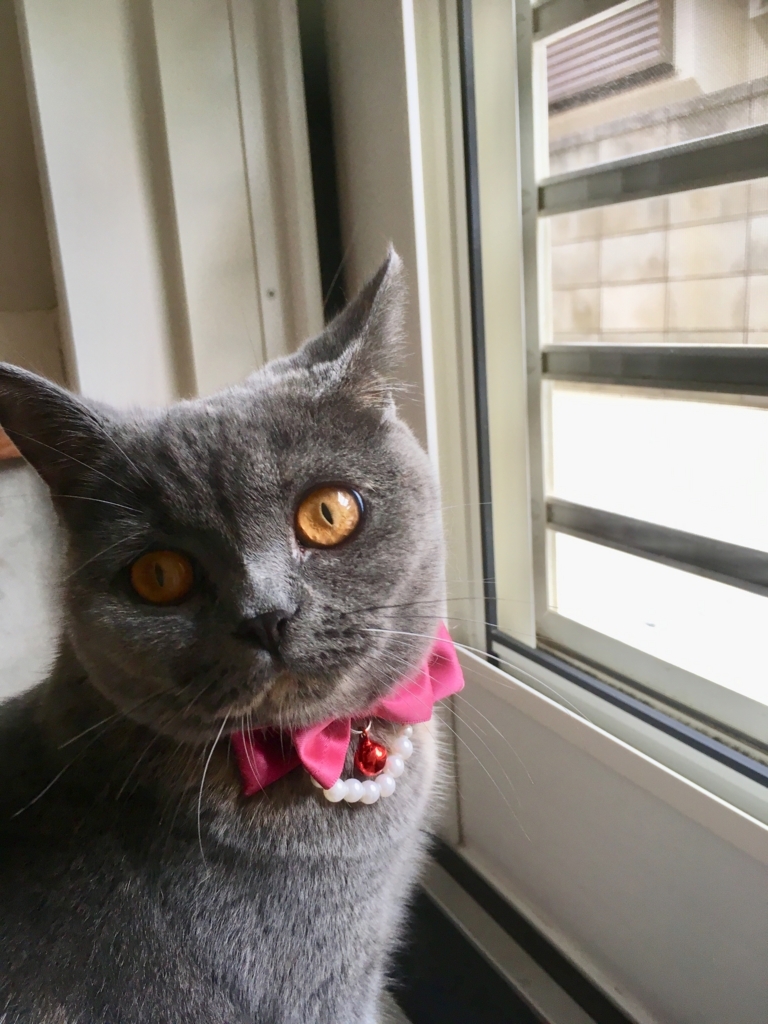 f:id:ririko69:20180725224917j:plain