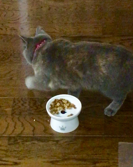 f:id:ririko69:20180725230650j:plain