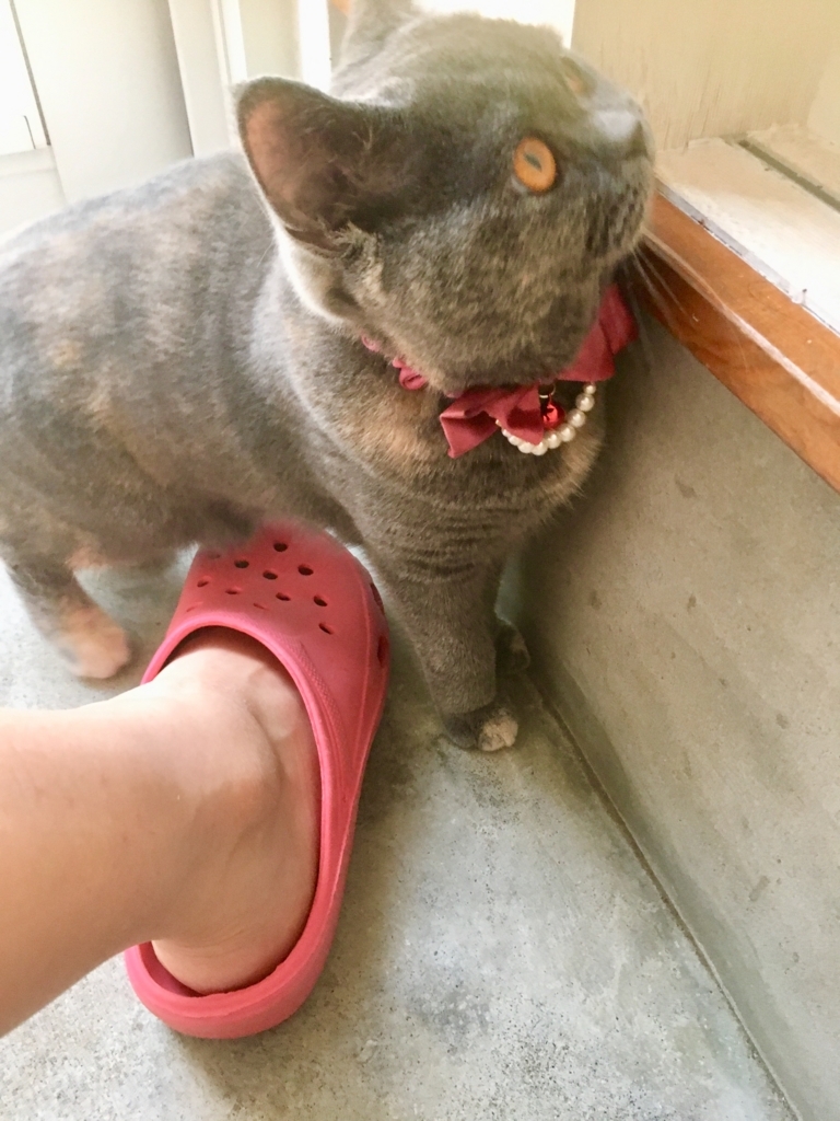 f:id:ririko69:20180725233717j:plain