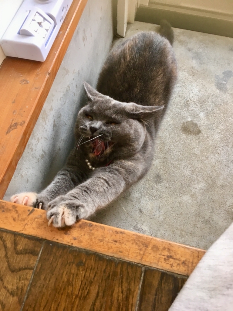 f:id:ririko69:20180725234746j:plain