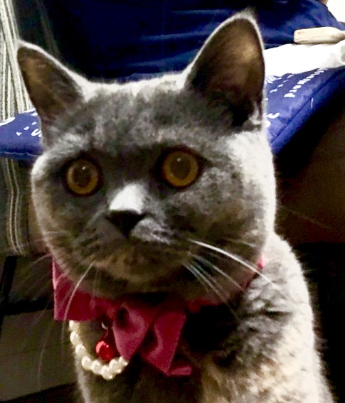 f:id:ririko69:20180726000651j:plain