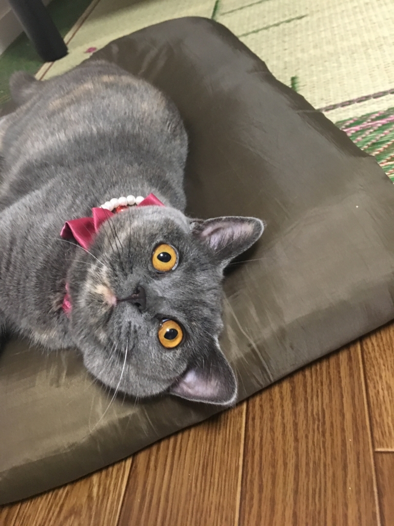 f:id:ririko69:20180727004554j:plain