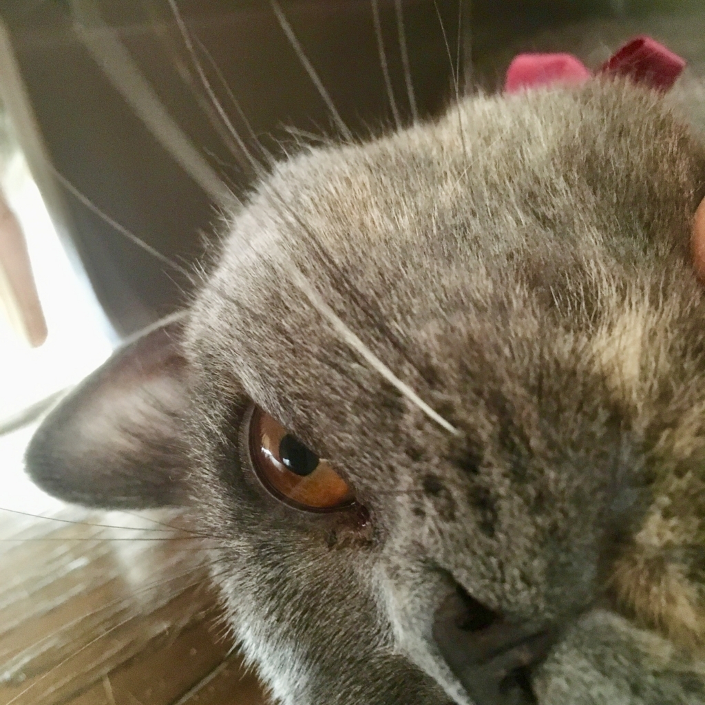 f:id:ririko69:20180727010050j:plain