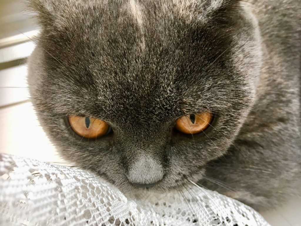 f:id:ririko69:20180727233458j:plain f:id:ririko69:20180727233458j:plain