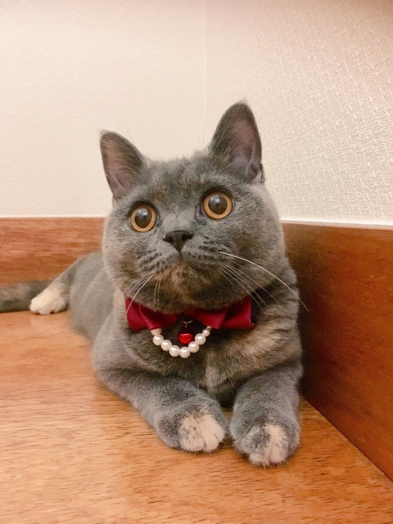 f:id:ririko69:20180728212116j:plain f:id:ririko69:20180728212116j:plain