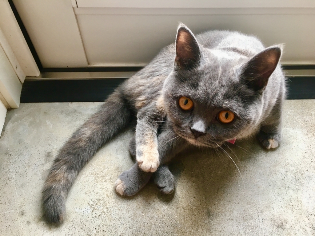 f:id:ririko69:20180728215443j:plain f:id:ririko69:20180728215443j:plain