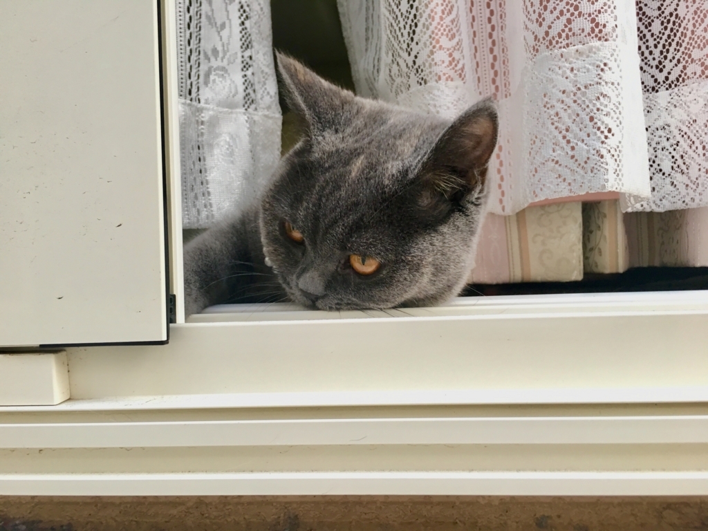 f:id:ririko69:20180728221159j:plain f:id:ririko69:20180728221159j:plain