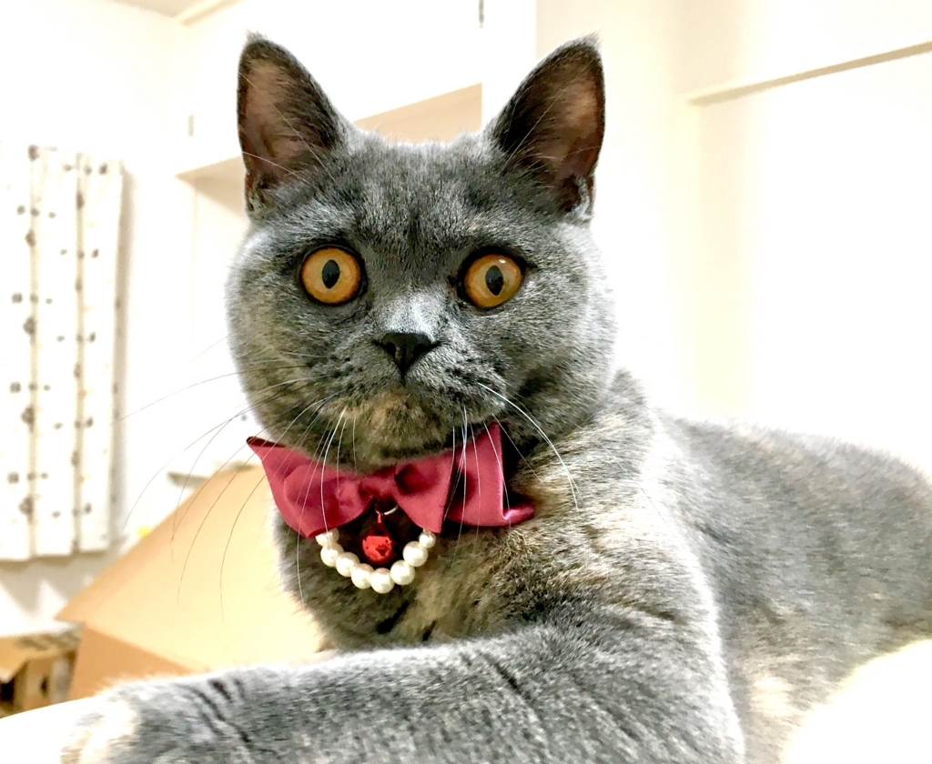 f:id:ririko69:20180728221705j:plain f:id:ririko69:20180728221705j:plain