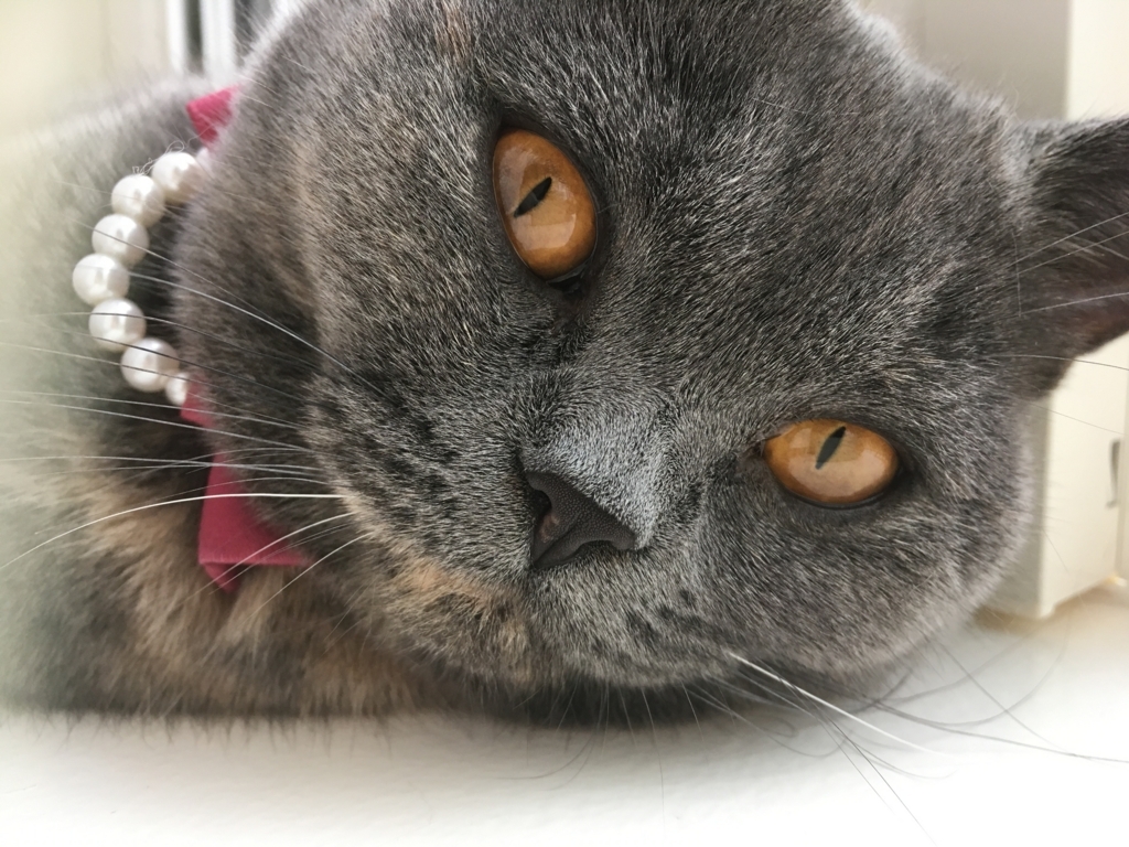 f:id:ririko69:20180728222947j:plain f:id:ririko69:20180728222947j:plain