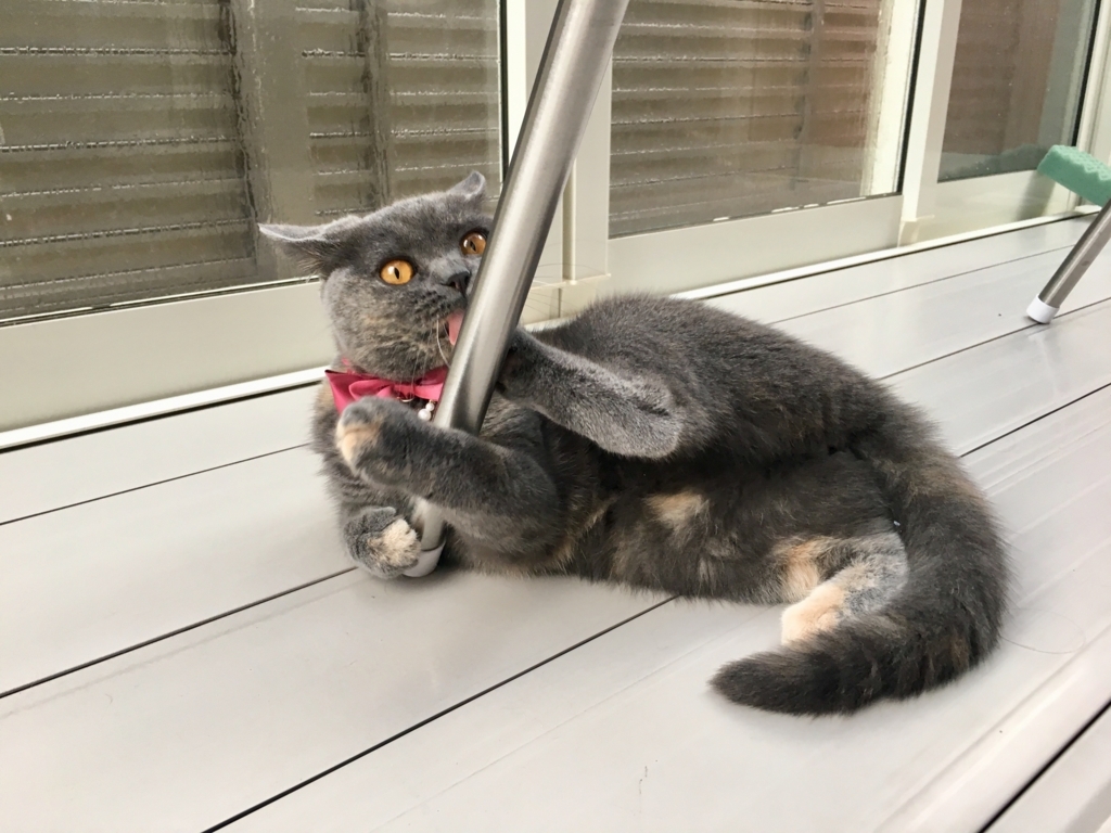 f:id:ririko69:20180728223108j:plain f:id:ririko69:20180728223108j:plain