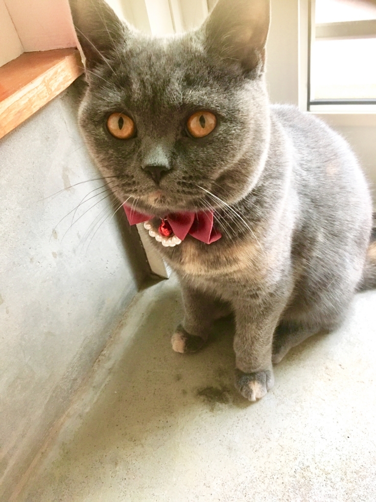 f:id:ririko69:20180728223417j:plain f:id:ririko69:20180728223417j:plain