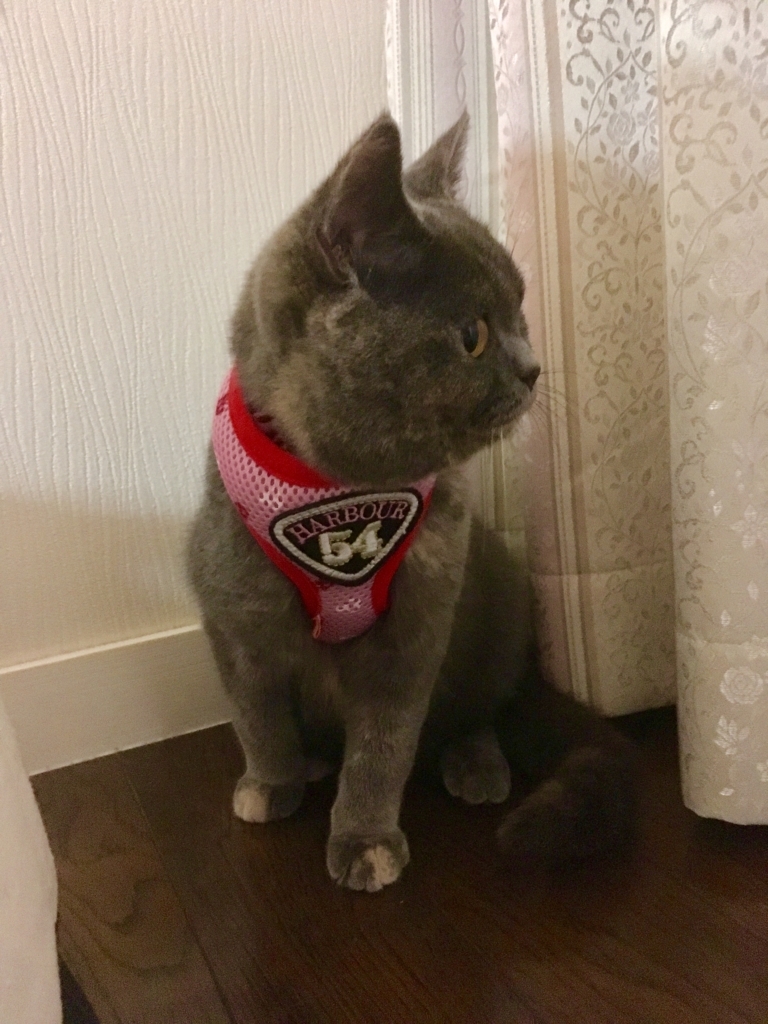 f:id:ririko69:20180730000938j:plain f:id:ririko69:20180730000938j:plain