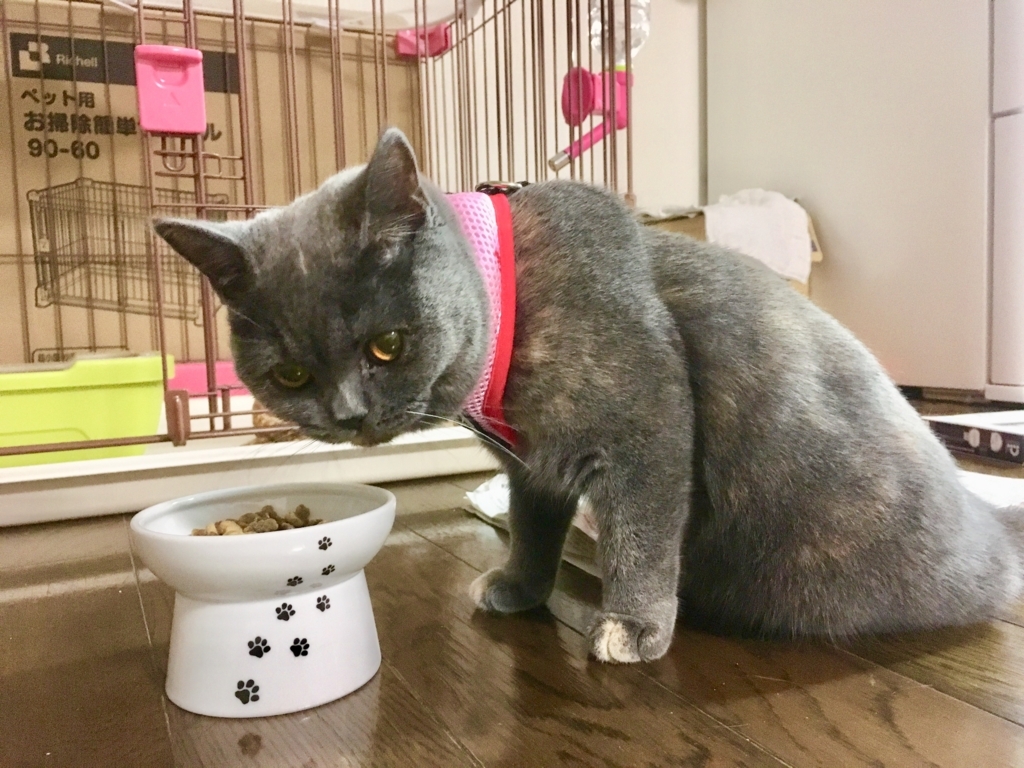 f:id:ririko69:20180730001856j:plain f:id:ririko69:20180730001856j:plain