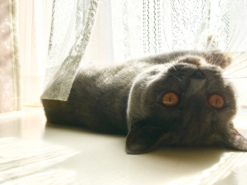 f:id:ririko69:20180730225246j:plain f:id:ririko69:20180730225246j:plain