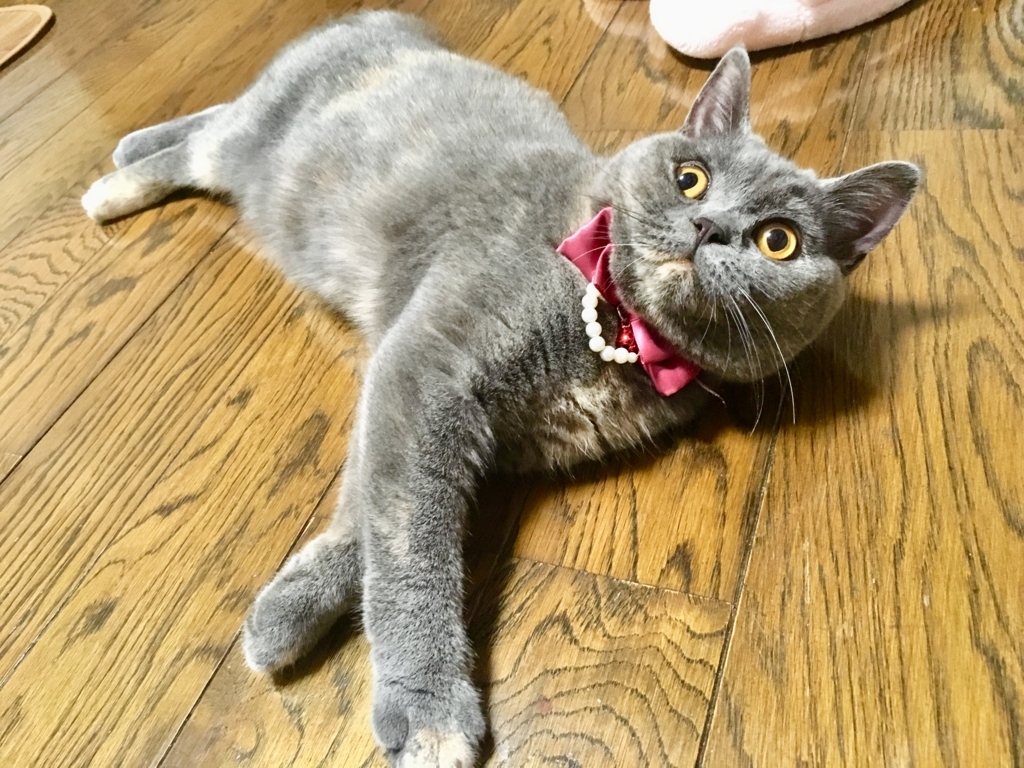 f:id:ririko69:20180731233343j:plain f:id:ririko69:20180731233343j:plain