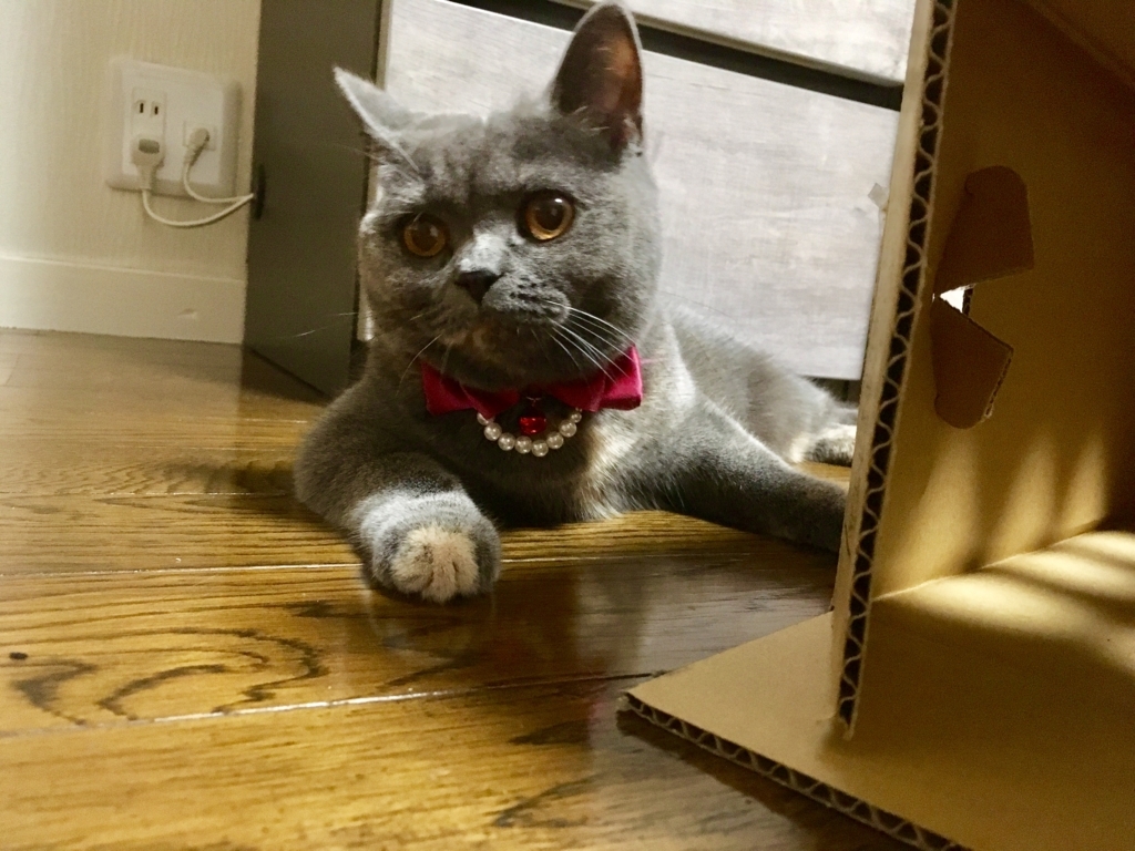 f:id:ririko69:20180801232709j:plain f:id:ririko69:20180801232709j:plain