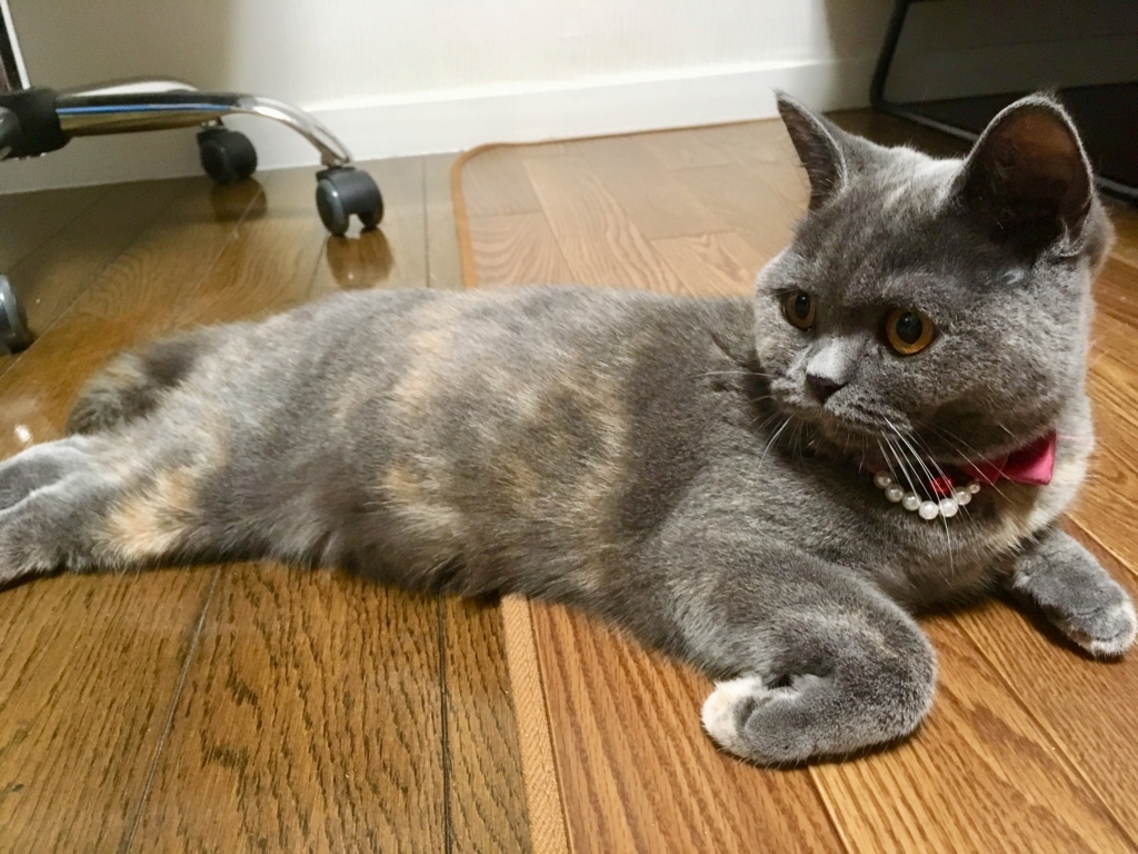 f:id:ririko69:20180802225313j:plain f:id:ririko69:20180802225313j:plain