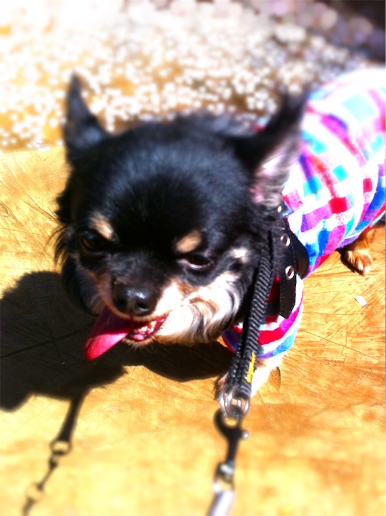 f:id:riro-chihuahua:20181111234209j:image f:id:riro-chihuahua:20181111234209j:image