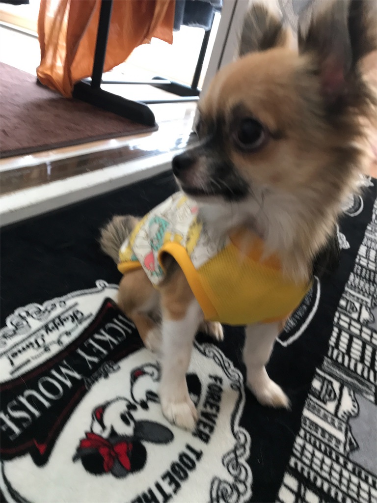 f:id:riro-chihuahua:20181112001422j:image f:id:riro-chihuahua:20181112001422j:image