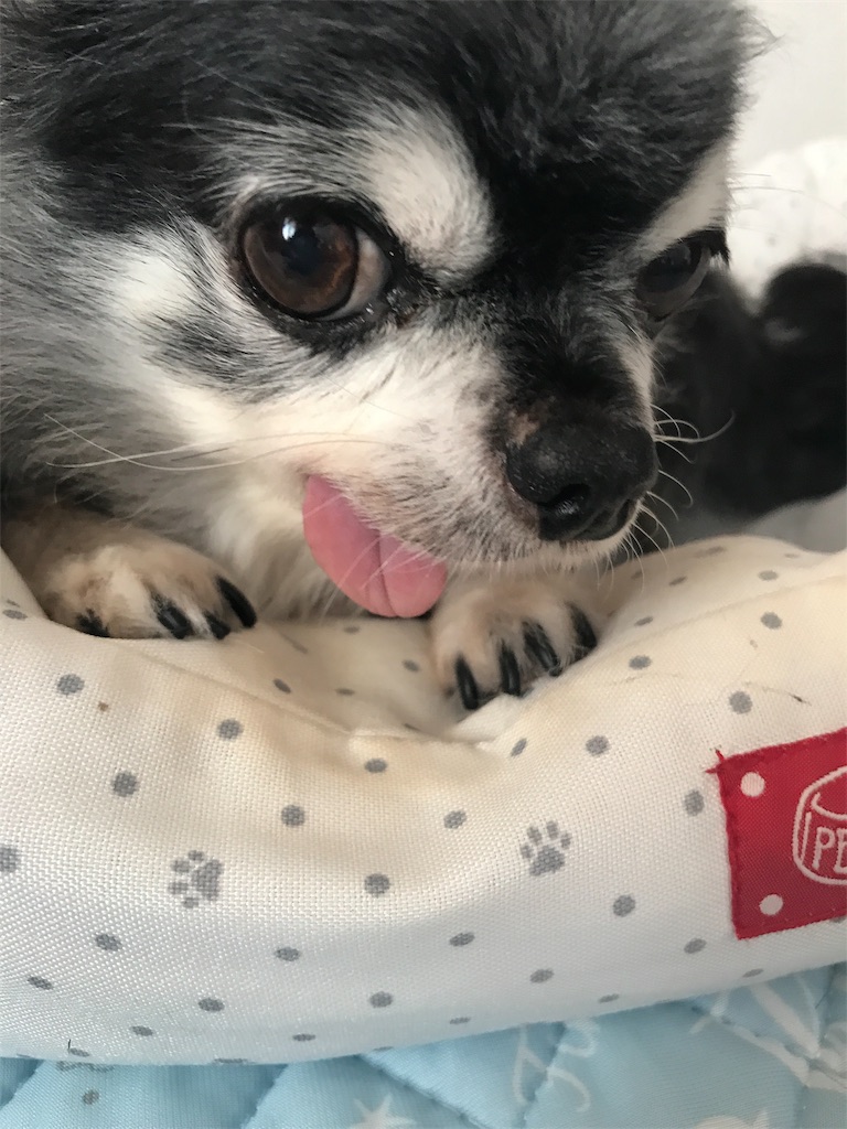 f:id:riro-chihuahua:20181112002924j:image f:id:riro-chihuahua:20181112002924j:image