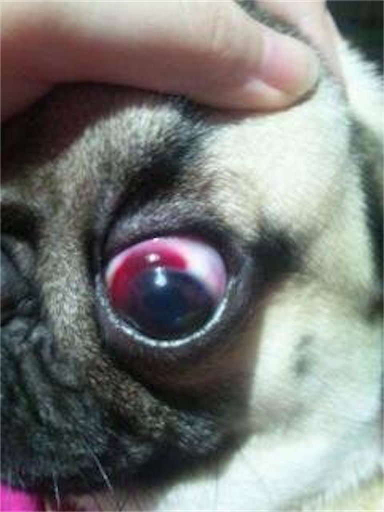 f:id:riro-chihuahua:20181112004410j:image f:id:riro-chihuahua:20181112004410j:image