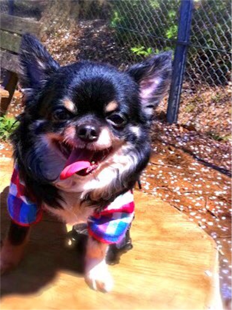 f:id:riro-chihuahua:20181112005523j:image f:id:riro-chihuahua:20181112005523j:image