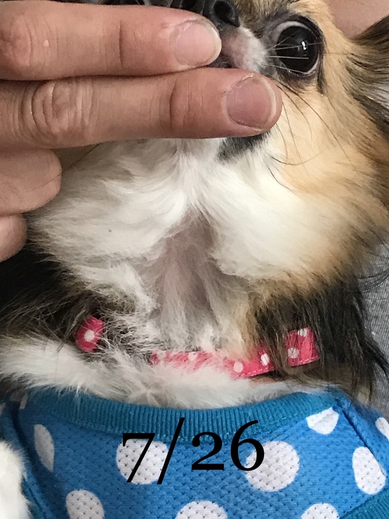 f:id:riro-chihuahua:20181112152016j:plain f:id:riro-chihuahua:20181112152016j:plain