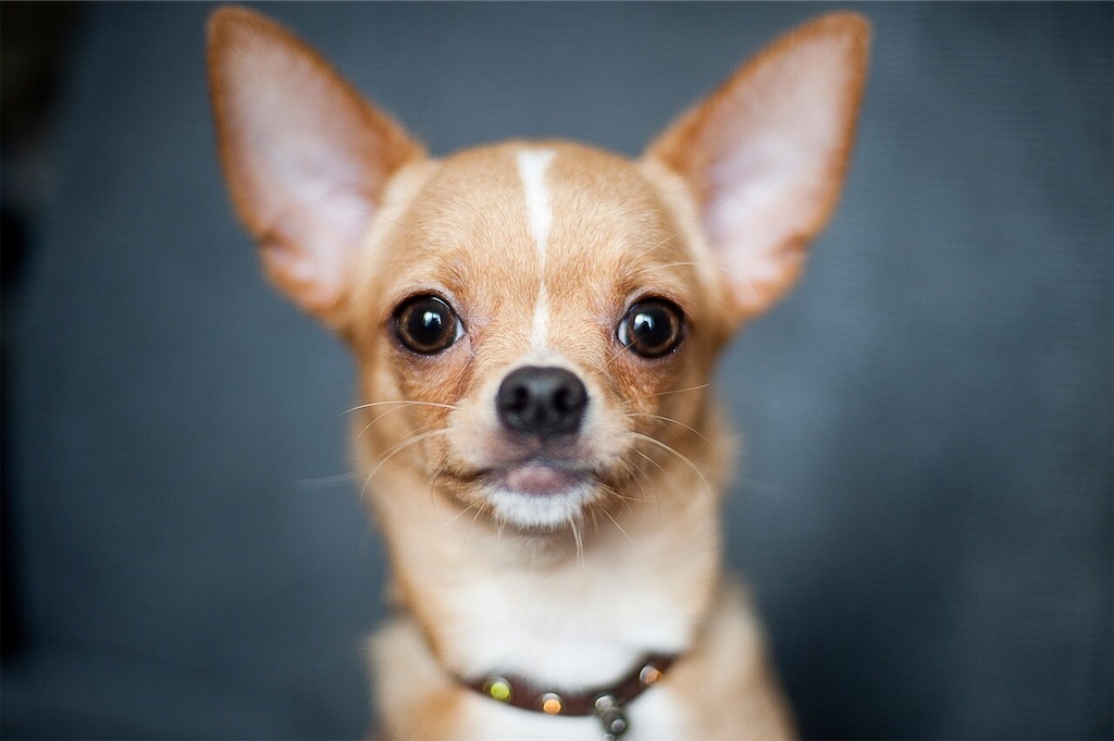 f:id:riro-chihuahua:20190409161321j:image f:id:riro-chihuahua:20190409161321j:image