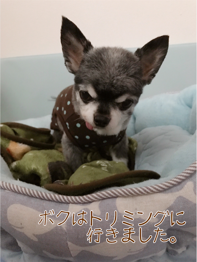 f:id:riro-chihuahua:20190624230455p:image f:id:riro-chihuahua:20190624230455p:image