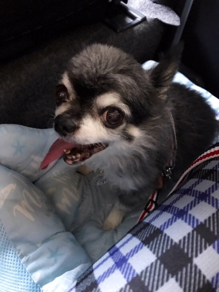 f:id:riro-chihuahua:20190829163606j:image f:id:riro-chihuahua:20190829163606j:image