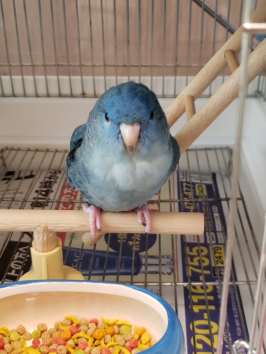 サザナミインコ まめにっき