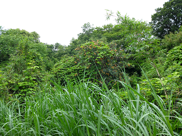 f:id:rise_more:20150607234434j:plain f:id:rise_more:20150607234434j:plain