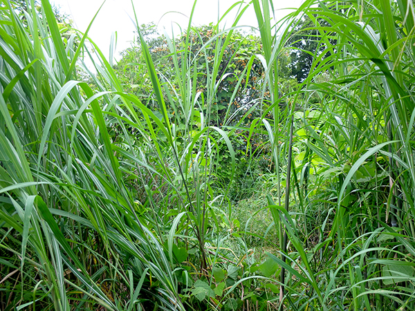 f:id:rise_more:20150607234759j:plain f:id:rise_more:20150607234759j:plain